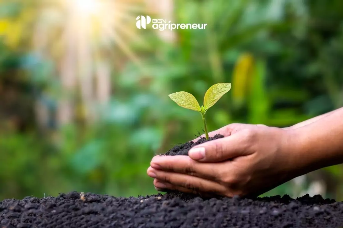 BGN agripreneur pupuk organik mustika tani 6 Manfaat Pupuk Organik untuk Kesuburan Tanah dan Hasil Panen