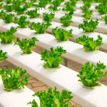 BGN agripreneur pupuk organik mustika tani Cara Menanam Sayuran Organik di Lahan Sempit untuk Pemula