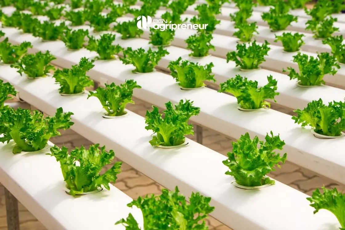 BGN agripreneur pupuk organik mustika tani Cara Menanam Sayuran Organik di Lahan Sempit untuk Pemula