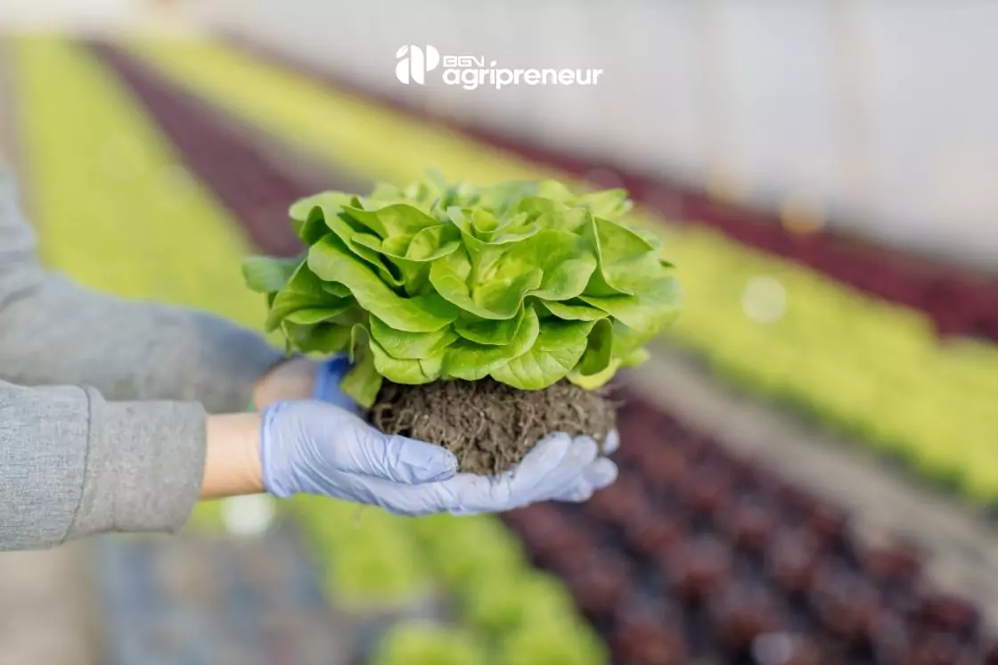 BGN agripreneur pupuk organik mustika tani Langkah Memulai Bisnis Pertanian Organik Skala Kecil